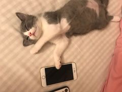 -瑞鹏宠物医院·骨科·猫科·内科(第一中心)