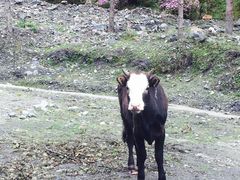 -硗碛藏寨·神木垒景区