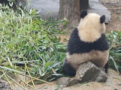 -都江堰中华大熊猫苑