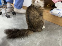 -东莞宠友24H宠物中心医院·转诊夜诊·异宠(新河北路院)