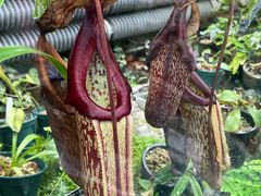 -国家植物园南园