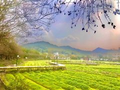 -红山村