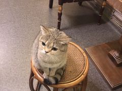 -猫色咖啡·猫咖