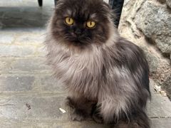 -喵屿·大理花园猫咖