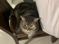-达爱动物医院·犬猫分区·CT·复杂眼科(远洋山水分院)