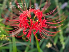 -莲花岛景区
