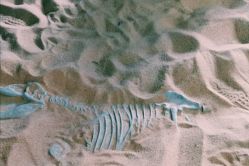 -恐龙探索乐园(磁器口店)