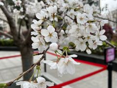 -舟山朱家尖绿城威斯汀度假酒店