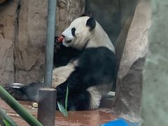 -成都动物园