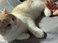 -瑞鹏宠物医院·骨科·猫科·内科(第一中心)