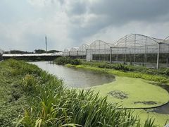 -马陆小张葡萄园农家乐