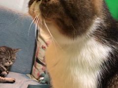 -李小姐の猫咖啡馆(五角场店)