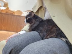 -有猫主题·治愈系猫咖(曾厝垵店)