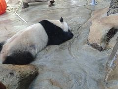 -海南热带野生动植物园