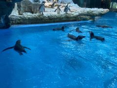 -帝企鹅自助餐厅•儿童岛•真企鹅(长隆企鹅酒店)