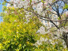-高东镇樱花园