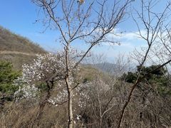 -北京西山国家森林公园