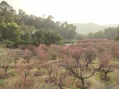 -广州莲花山旅游区