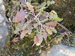 -桑洲油菜花景区