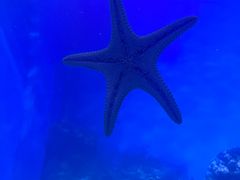 -海合安青岛极地海洋公园