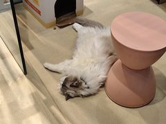 -藏猫猫咖啡主题馆(中央大道店)