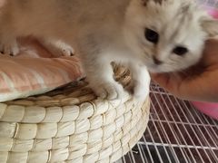 -名猫咖啡馆·撸猫·拼豆