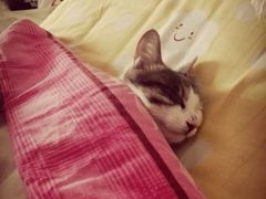 -纳吉亚猫专科动物诊疗中心(蒋宅口分院)