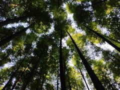 -山王坪喀斯特国家生态公园