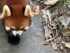 -合肥野生动物园