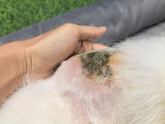 -北京派仕佳德动物医院·超导核磁·CT·神经科·骨科·内外科·急重症管理中心