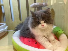 -momokira米努特·德文卷毛猫·棉花面纱犬