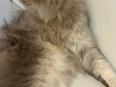 -平行世界·猫咖(首经贸店)