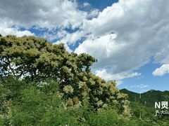 -大岭沟猕猴桃谷风景区