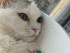 -怪兽屋·羊驼·猫咖·狗咖(俊华广场店)