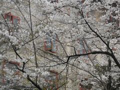 -武汉大学-樱园