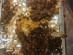 -金洲美食(金州广场店)