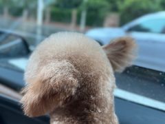 -骨鲜坊筒子骨粉