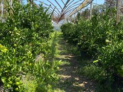 -前小桔亲子创意农场·草莓采摘·露营烧烤