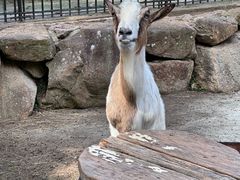 -神户市立六甲山牧场