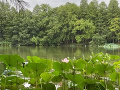 -东湖落雁景区