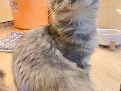 -momokira米努特·德文卷毛猫·棉花面纱犬