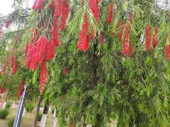 -眉山湿地公园(东坡区)