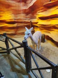 -酷嗒动物文化乐园(cutezoo西溪乐天城店)