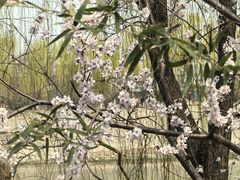 -桃花堤公园