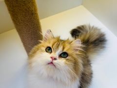 -十月米努特矮脚猫舍