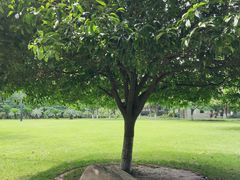 -温江公园