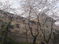 -武汉大学-樱园