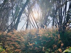 -白鹭湾湿地公园