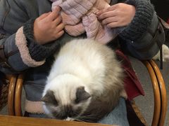 -猫色咖啡·猫咖