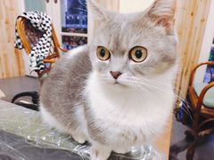 -猫色咖啡·猫咖